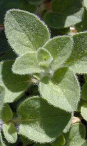 Origanum-vulgare-